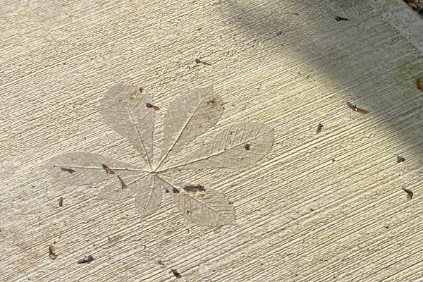 Belgooly Rain Garden 03