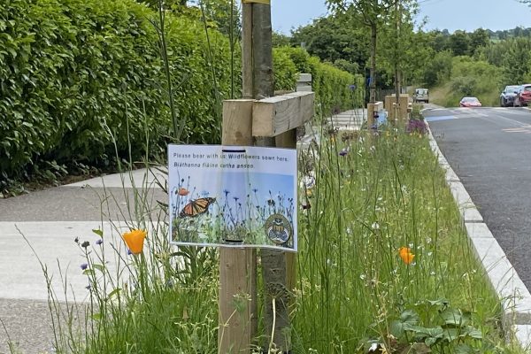 Belgooly Rain Garden 04